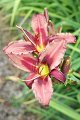 IMG_4372 (Large)